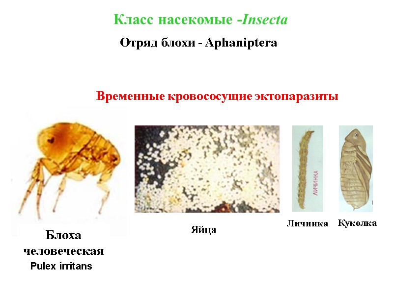 Блоха человеческая Яйца  Класс насекомые -Insecta Отряд блохи - Aphaniptera Временные кровососущие эктопаразиты